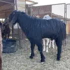 تيس فحل في ضواحي ضبا