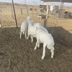 طليان فواخر البيع