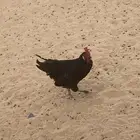 ديكين بلديه