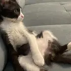 قط لتبني