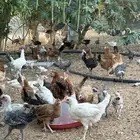 للبيع دجاج