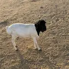 بربري