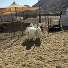 الشميسي طريق الخواجات