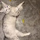 قطه ضائعه رماديه