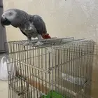 ببغاء كاسكو
