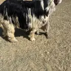 فحل نجدي صنف (رباع)