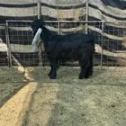 تيس جذع صنف. معرف