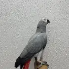 كاسكووو هدد نشبه ( تم البيع )