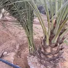 فراخة نخل سكري كبار