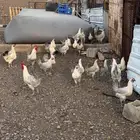 دجاج فيومي العدد 29 العمر تقريبا 10شهور بياض