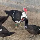 بط بلدي او مصري