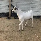 تيس بيشي ذبيحه ثلاجه ( تم البيع )