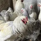 دجاج براهما