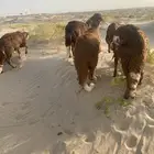 ذبايح سواكني
