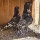 طبه فراشه