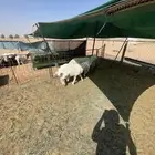 حريه ثنيه والد معه خروف عمره شهرين ونص