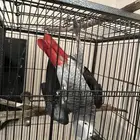 كاسكو