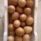 بيض لوهمان