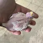 فروخ كروان لاتينو عيون احمر