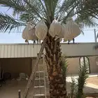 نخلة نقيلة النوع مصيفة