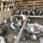 دجاج العمر 3 شهور