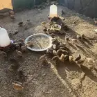سمان بياض