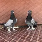 تم البيع اتراك حرميات دق مستوى طيب