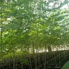 اشجار