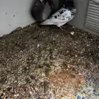 حمام ابيض جوز وفردة ووحدة سوداء نظيفة على الشرط