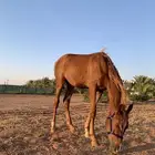 مهره عربيه اصيل