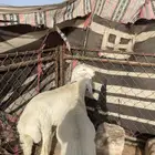 طلين