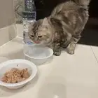 بسه ضايعه ف حي القحطاني