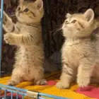 ذكر برتش شورت هير British short hair pure tiger (تم البيع)