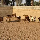 ماعز جنوبيه