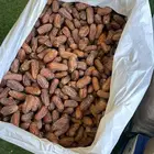صفري بيشه صفري فاخر