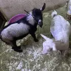 ماعز قزم