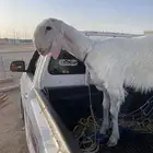 طلي عيسي صن ف الصنف