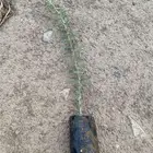 شتلات طلح نجدي اصلي للبيع