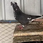 قنادي