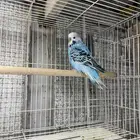 جوزين بادجي