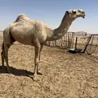 قعود فحل