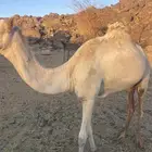 قعود للبيع