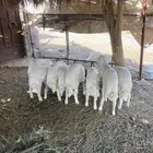 خرفان كفو و نظيفه