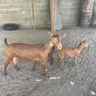 معزا حص ولد