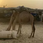 بكار