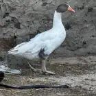وزه للبيع