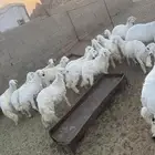 عدد 14 خروف سيم 10 منها 1150