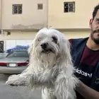 كلب ضايع
