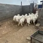 رخال للبيع