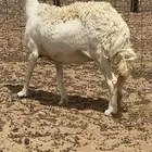 شاه دافع سنها تامه شبب طيبه